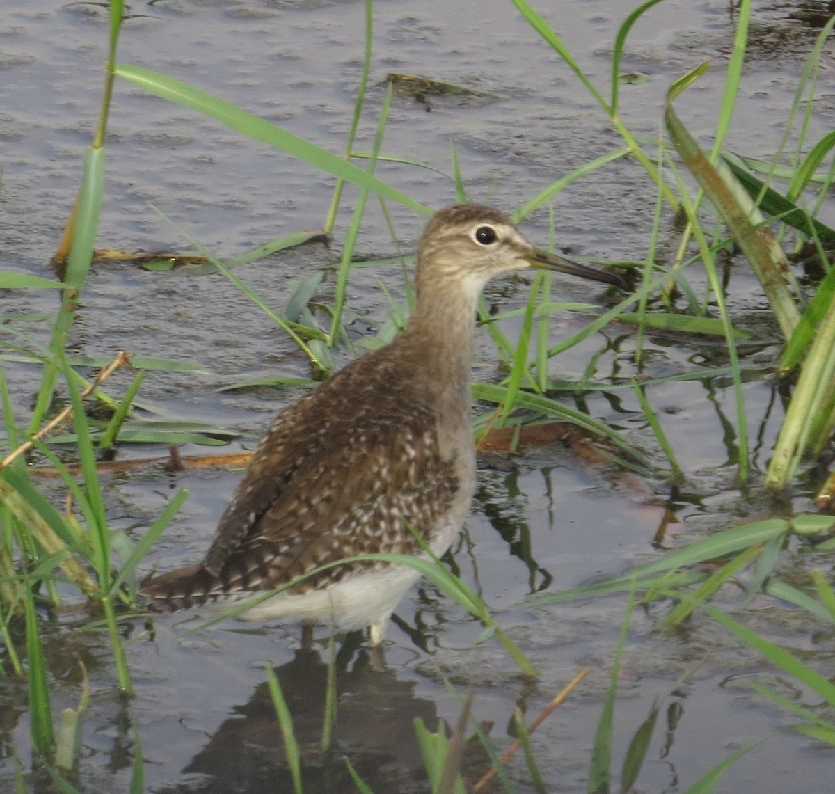 Wood Sandpiper - Adam Kent