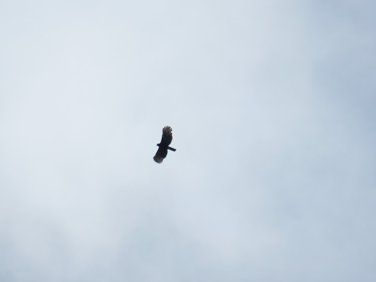 Чёрный хохлатый орёл - ML219627791