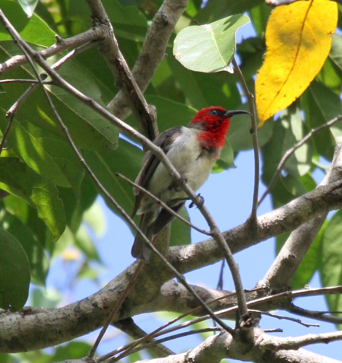 Crimson-hooded Myzomela - Colin Trainor