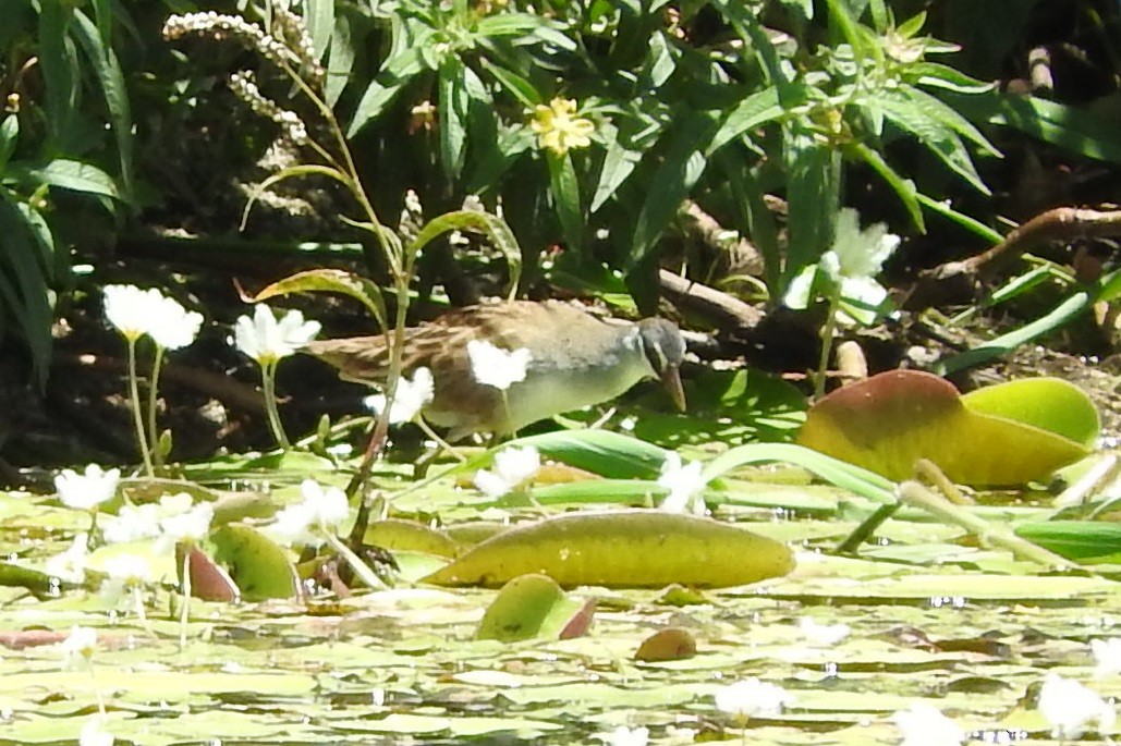 White-browed Crake - Chris Burwell