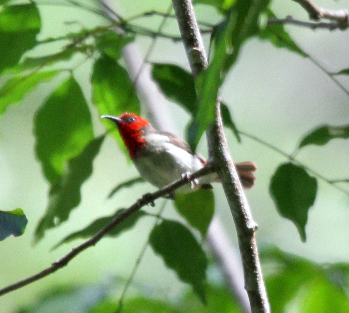 Crimson-hooded Myzomela - ML219628641