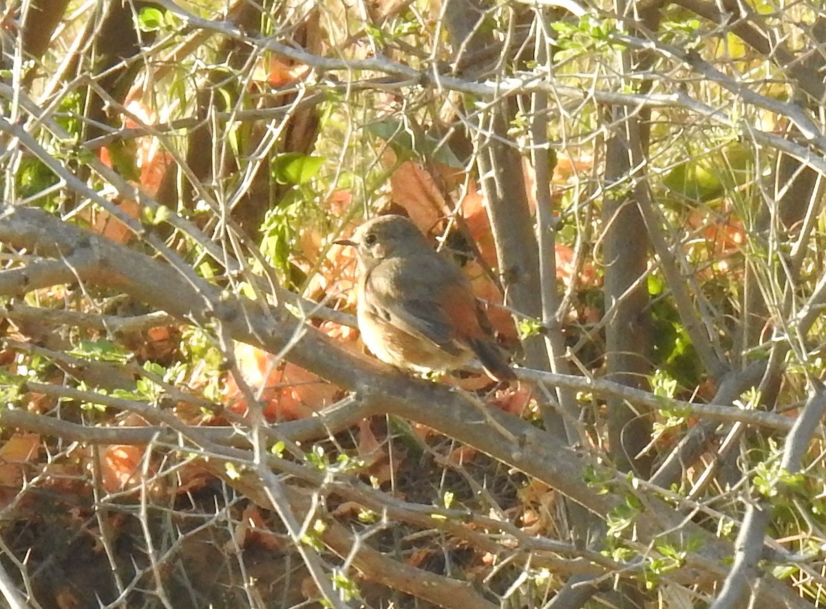 Moussier's Redstart - Mohammed Hilmi