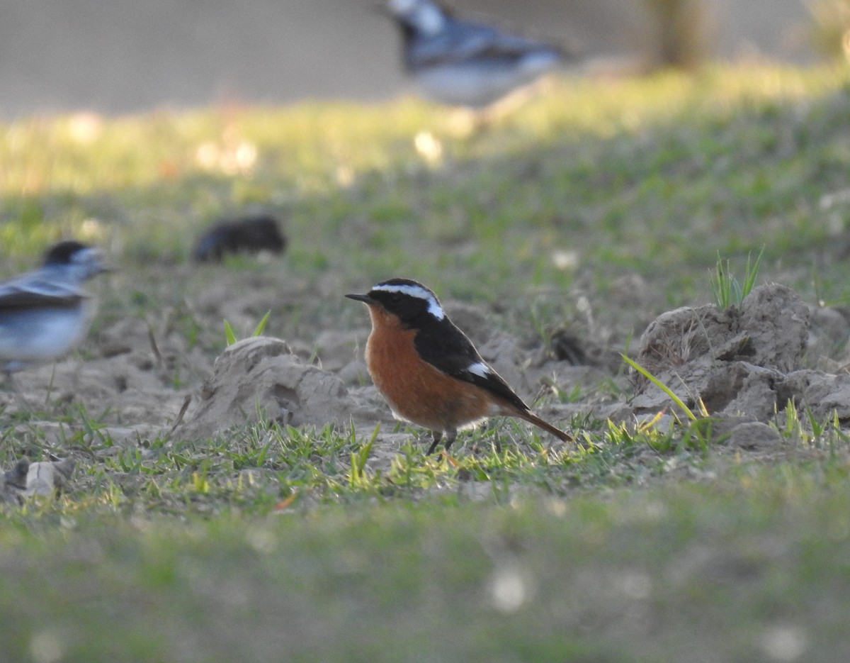 Moussier's Redstart - ML219630671