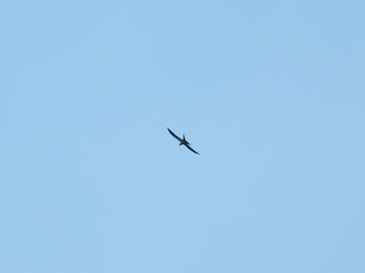 Swallow-tailed Kite - ML21963121