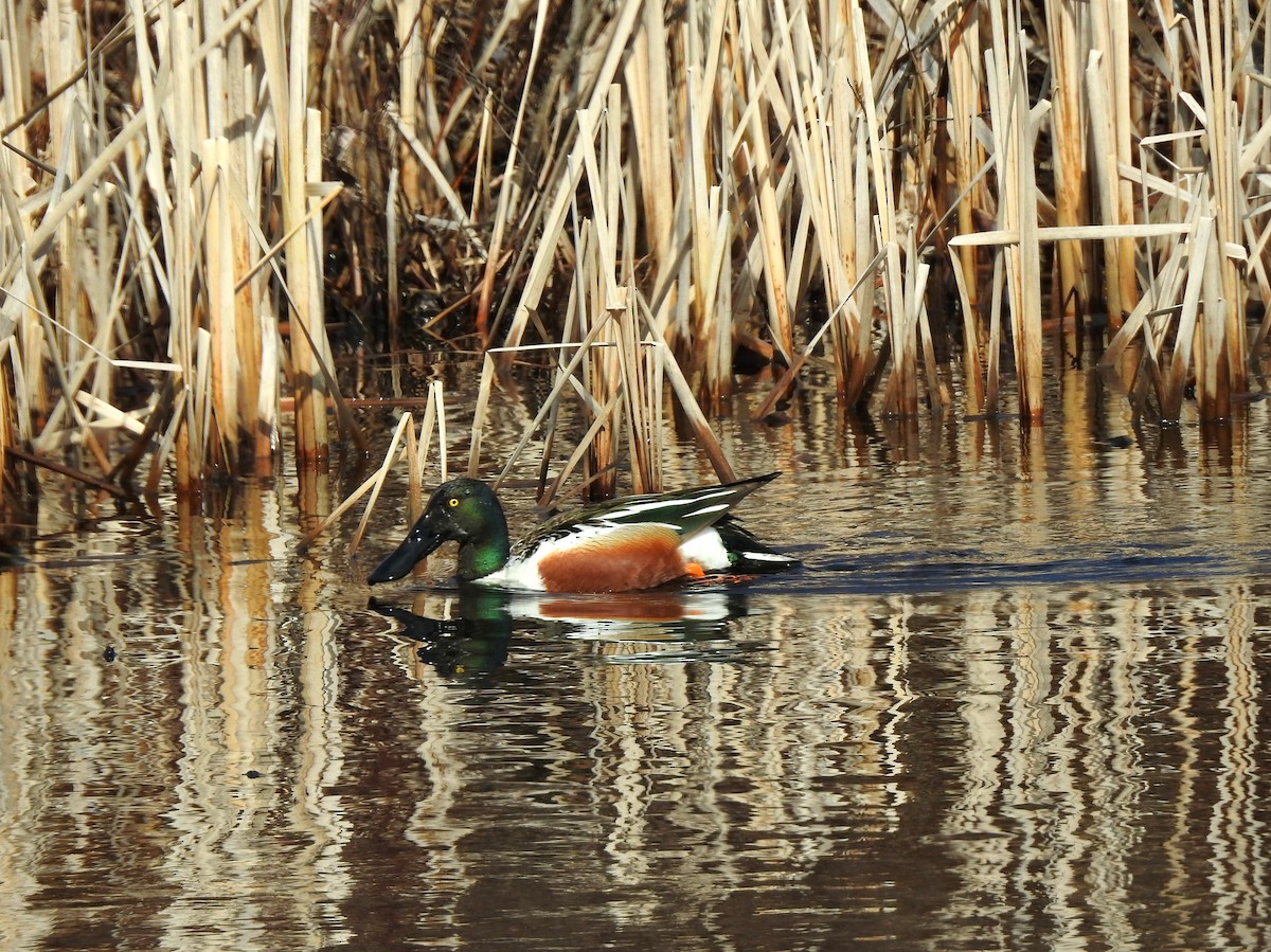 Northern Shoveler - Mary Alley