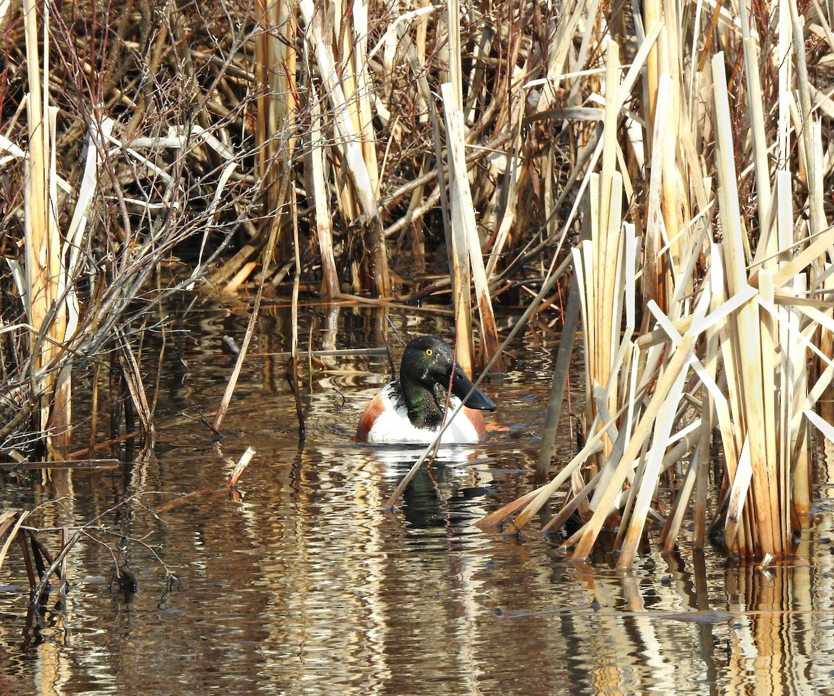 Northern Shoveler - Mary Alley