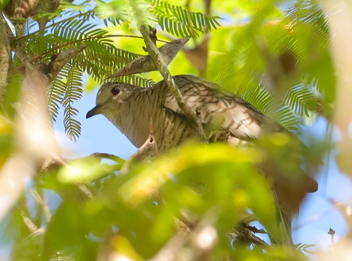 Inca Dove - Dave Czaplak