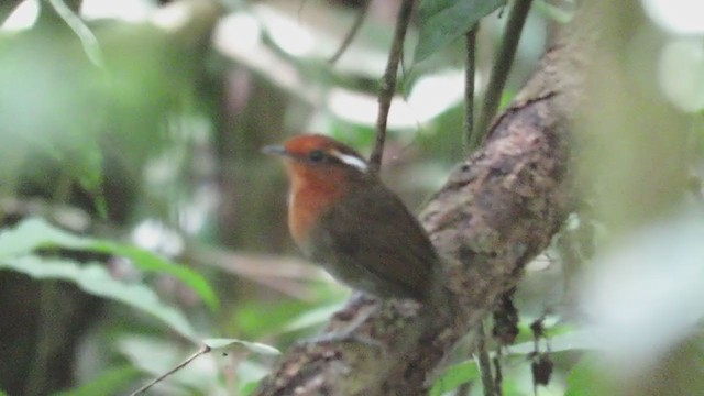 Chestnut-crowned Gnateater - ML219635041