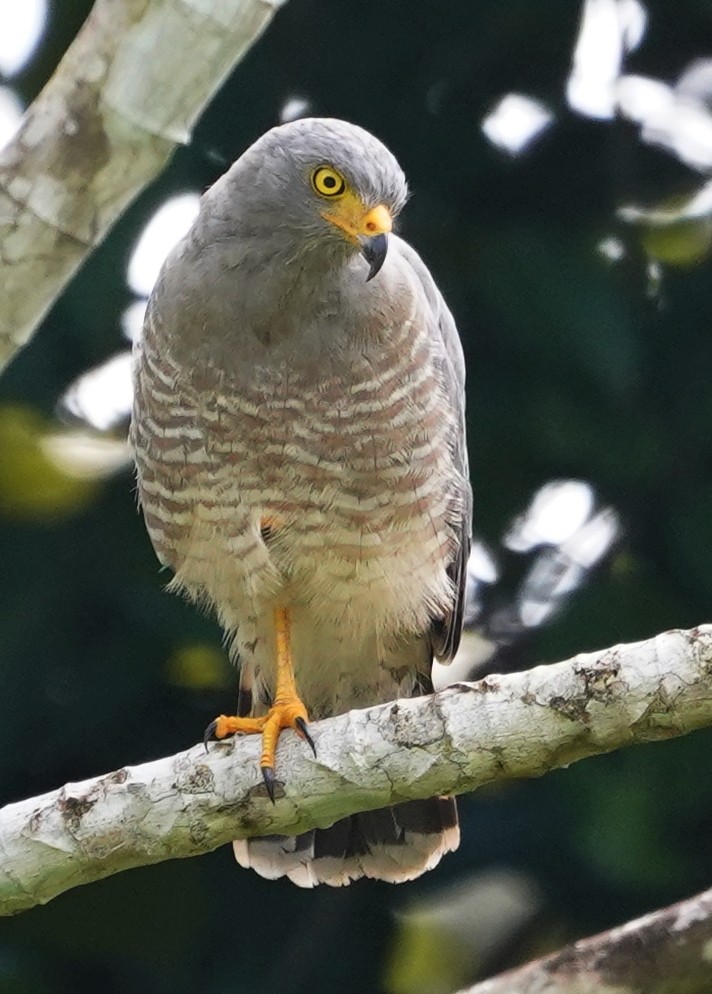 Roadside Hawk - ML219636061