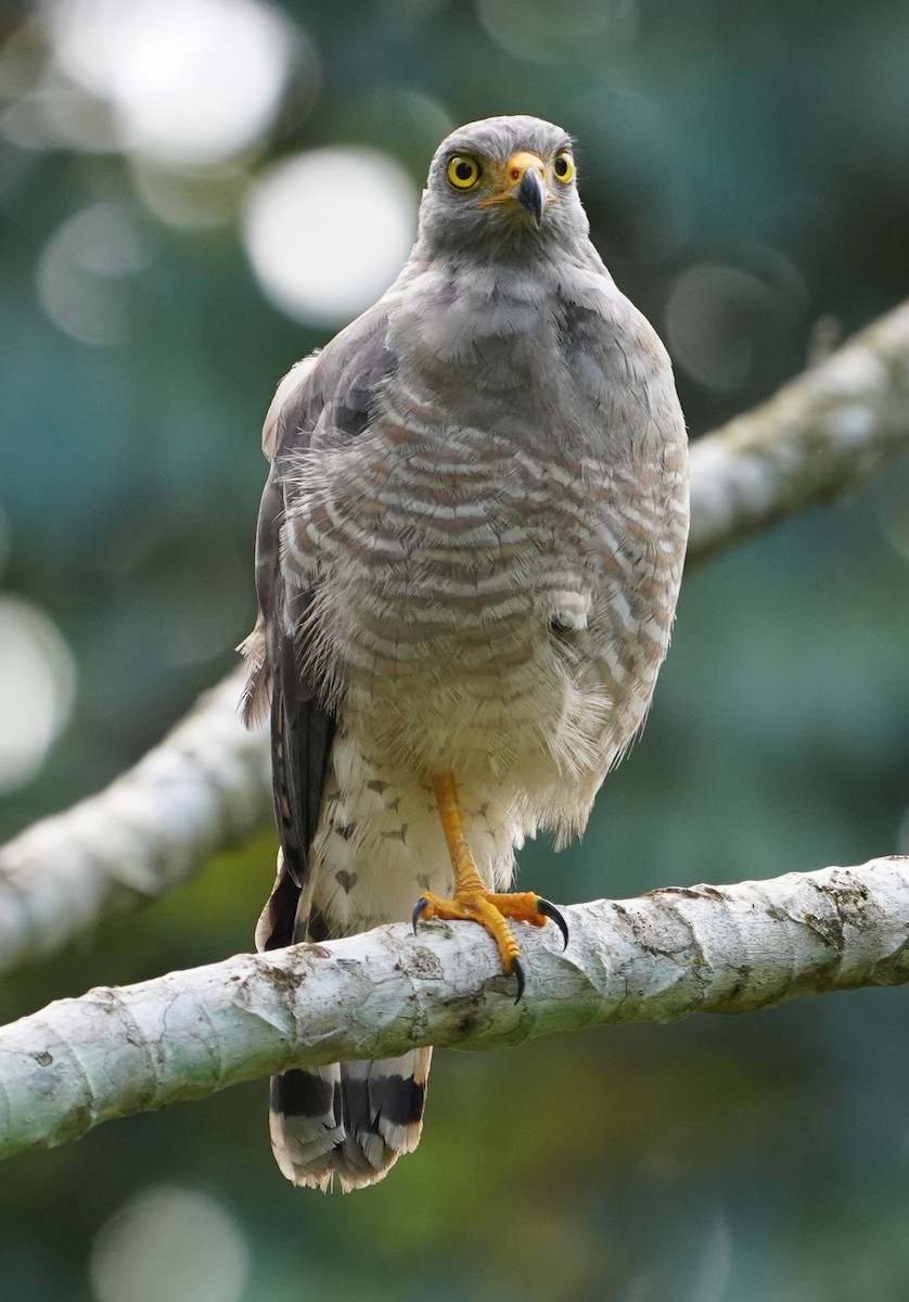 Roadside Hawk - ML219636111