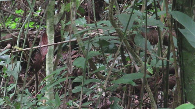 Cordillera Azul Antbird - ML219638231