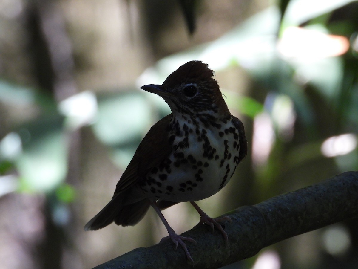 Wood Thrush - ML219640721