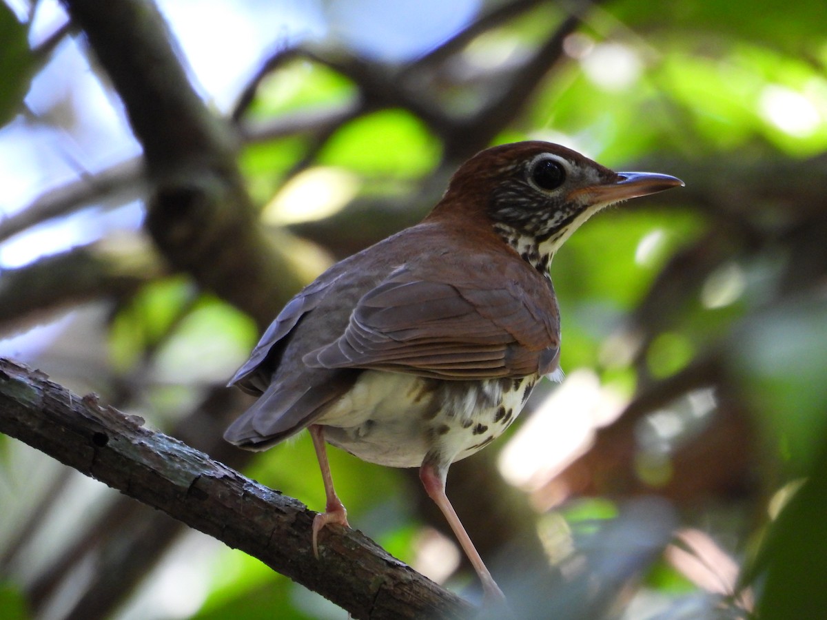 Wood Thrush - ML219640731