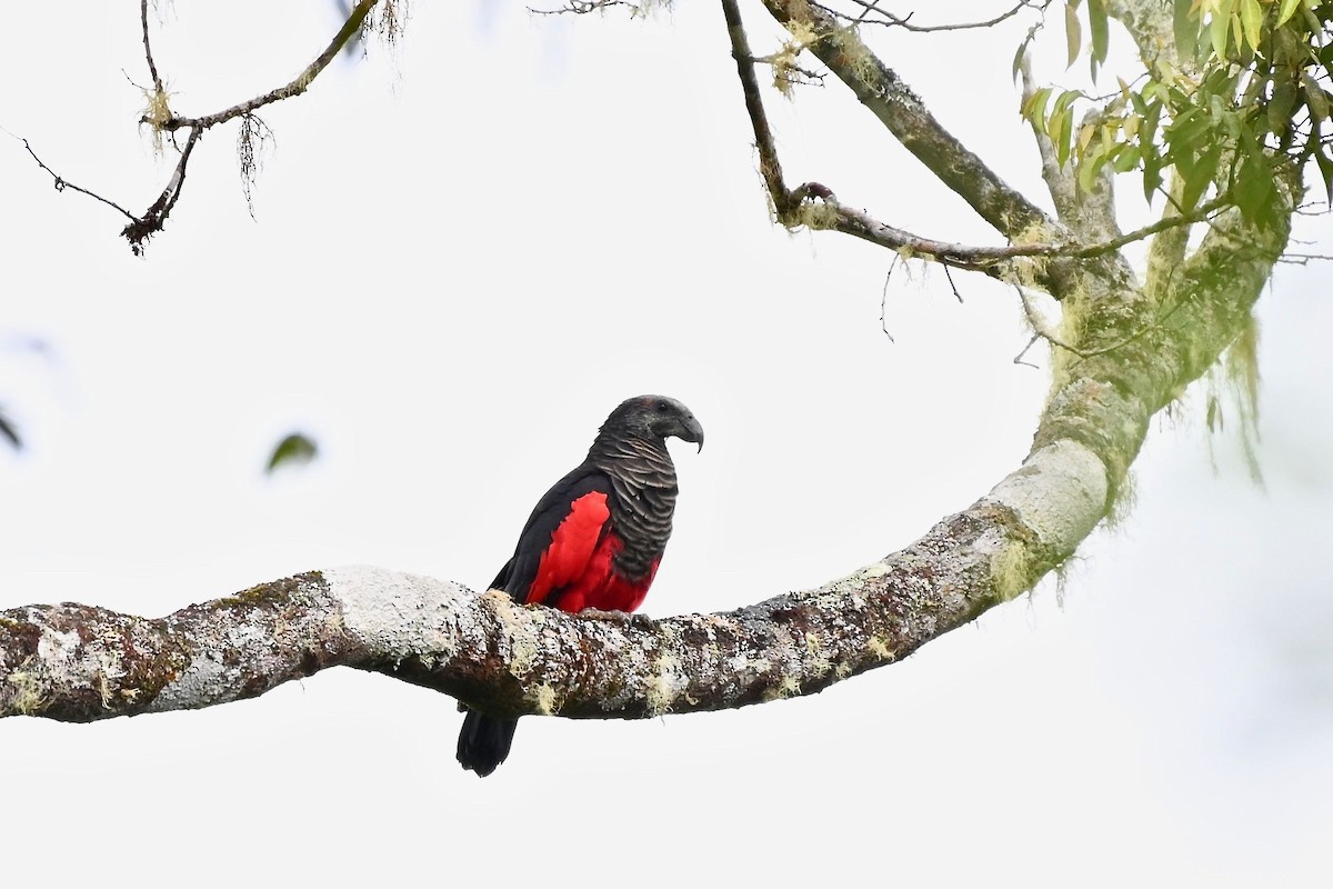 Pesquet's Parrot - Jacques Erard