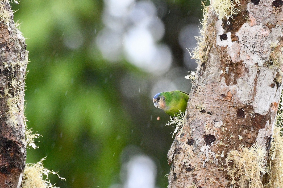 Red-breasted Pygmy-Parrot - ML219641931