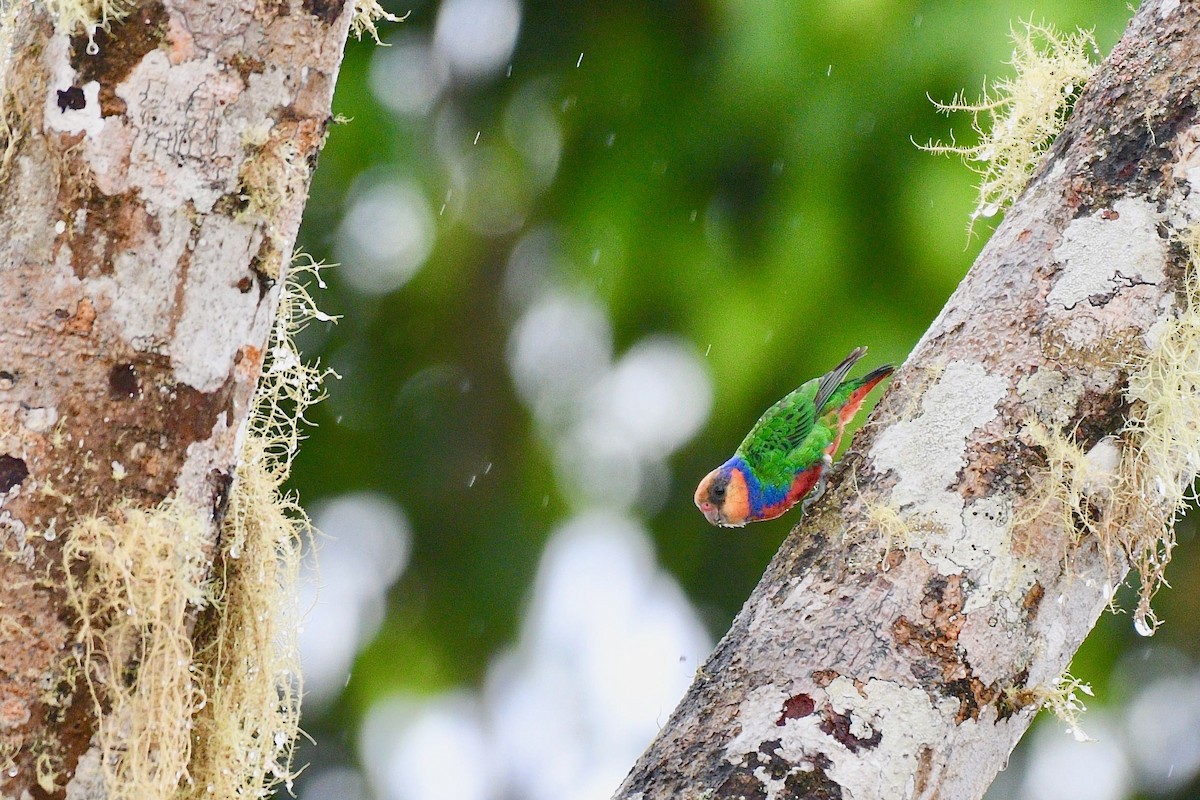 Red-breasted Pygmy-Parrot - ML219641941