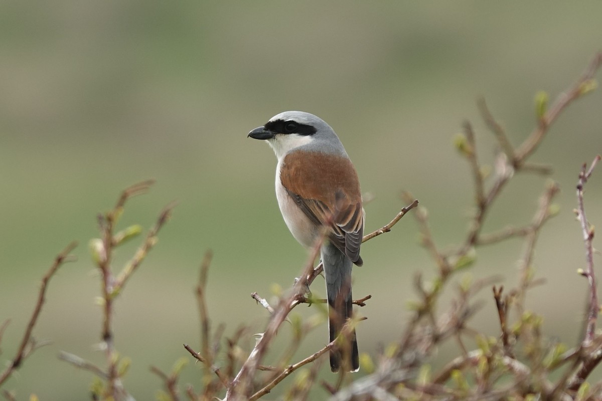 セアカモズ - ML219642031