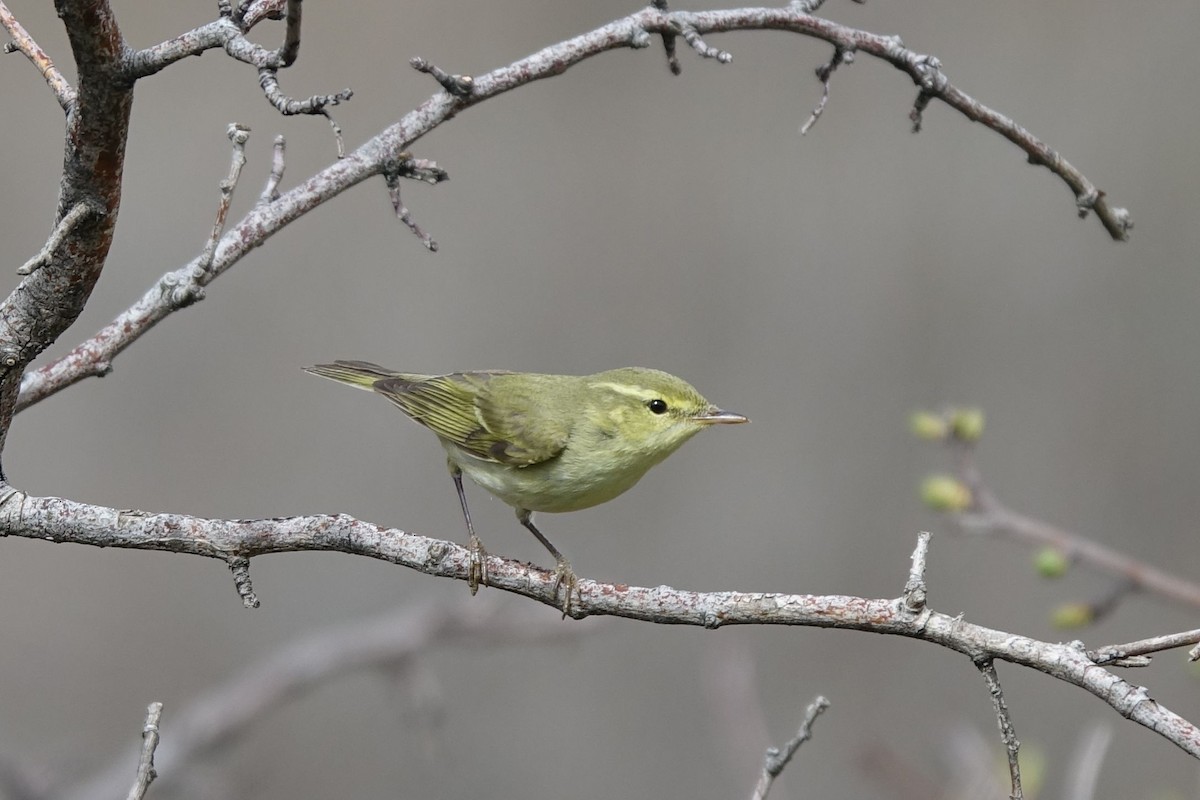 Mosquitero del Cáucaso - ML219642211