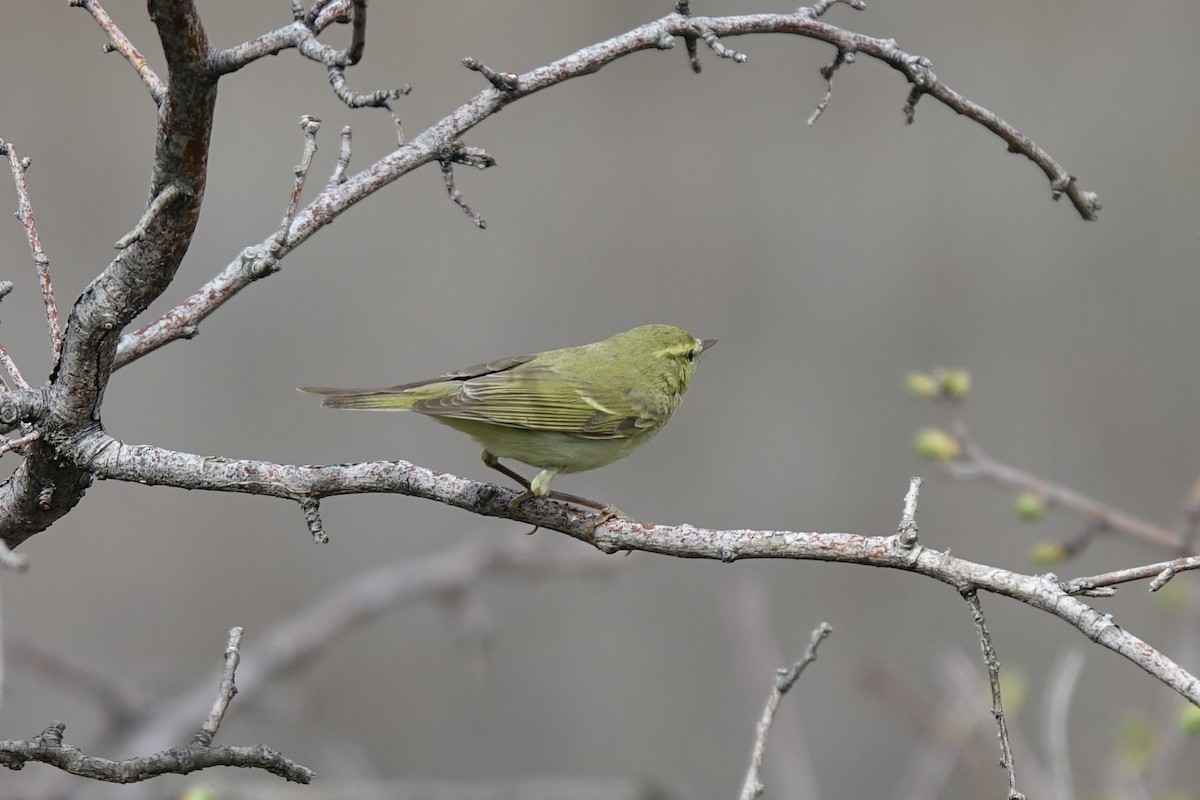 Mosquitero del Cáucaso - ML219642221