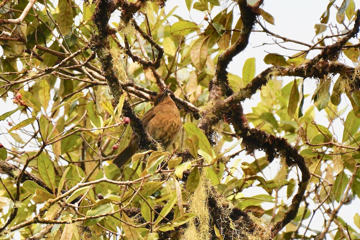 MacGregor's Bowerbird - Jacques Erard