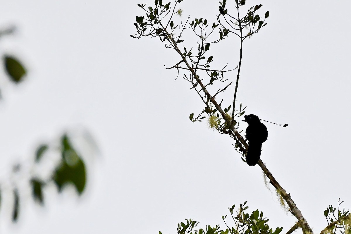 Wahnes's Parotia - Jacques Erard