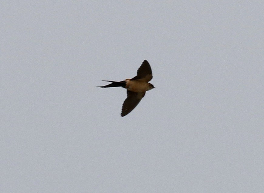 Red-rumped Swallow - ML219646441