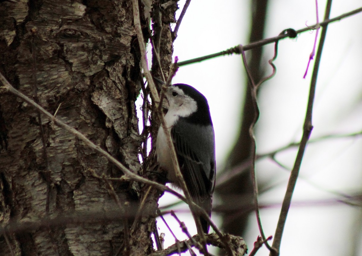 White-breasted Nuthatch - ML21964761