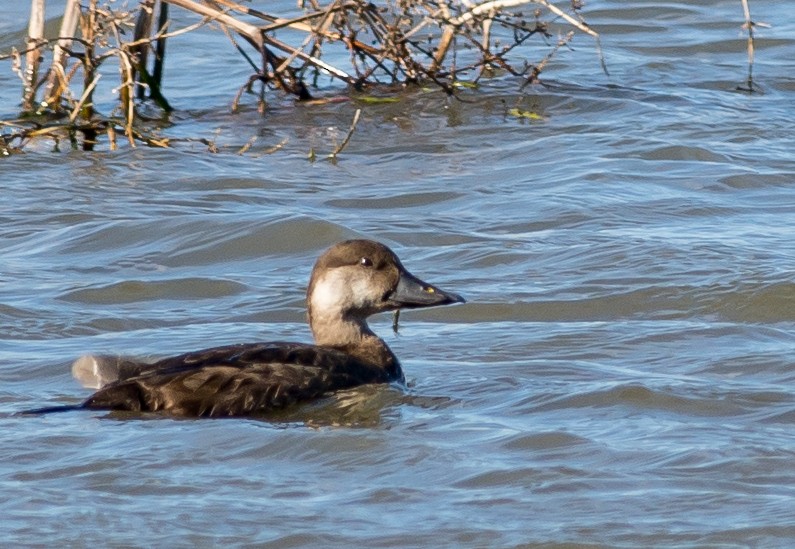 Black Scoter - ML21964931