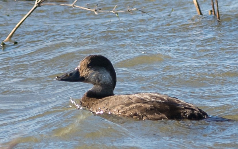 Black Scoter - ML21964941