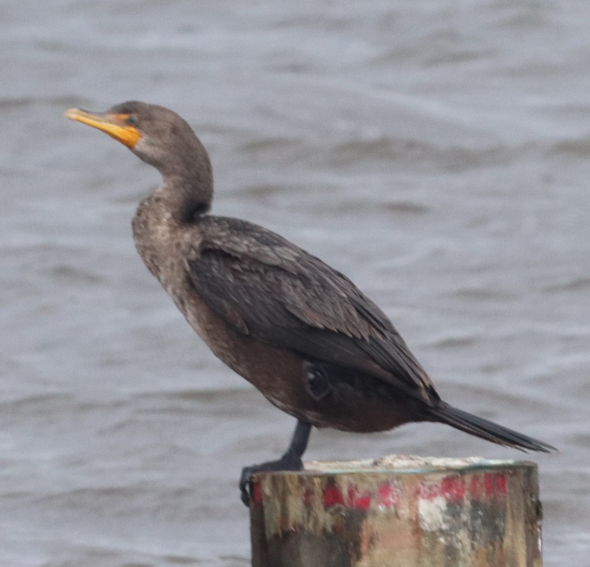 Double-crested Cormorant - Mitch Foret
