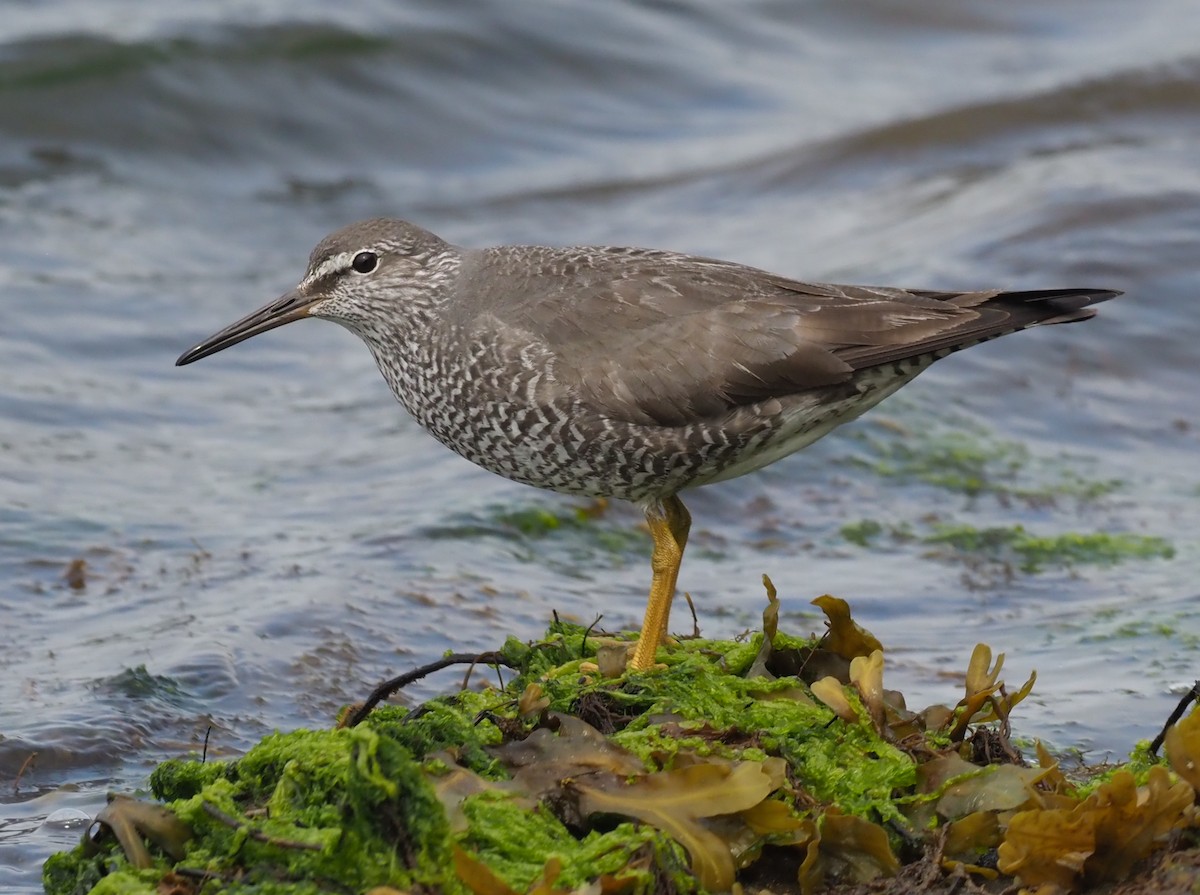 Wandering Tattler - Stephan Lorenz