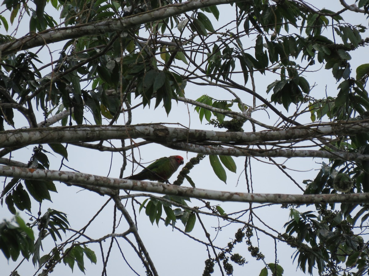 Rose-fronted Parakeet - ML219652791