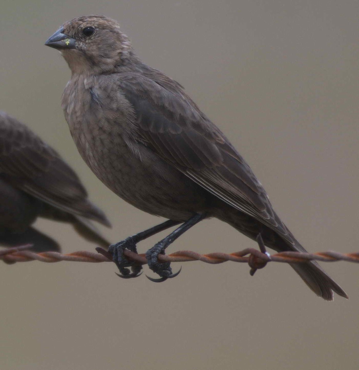 Brown-headed Cowbird - DAB DAB