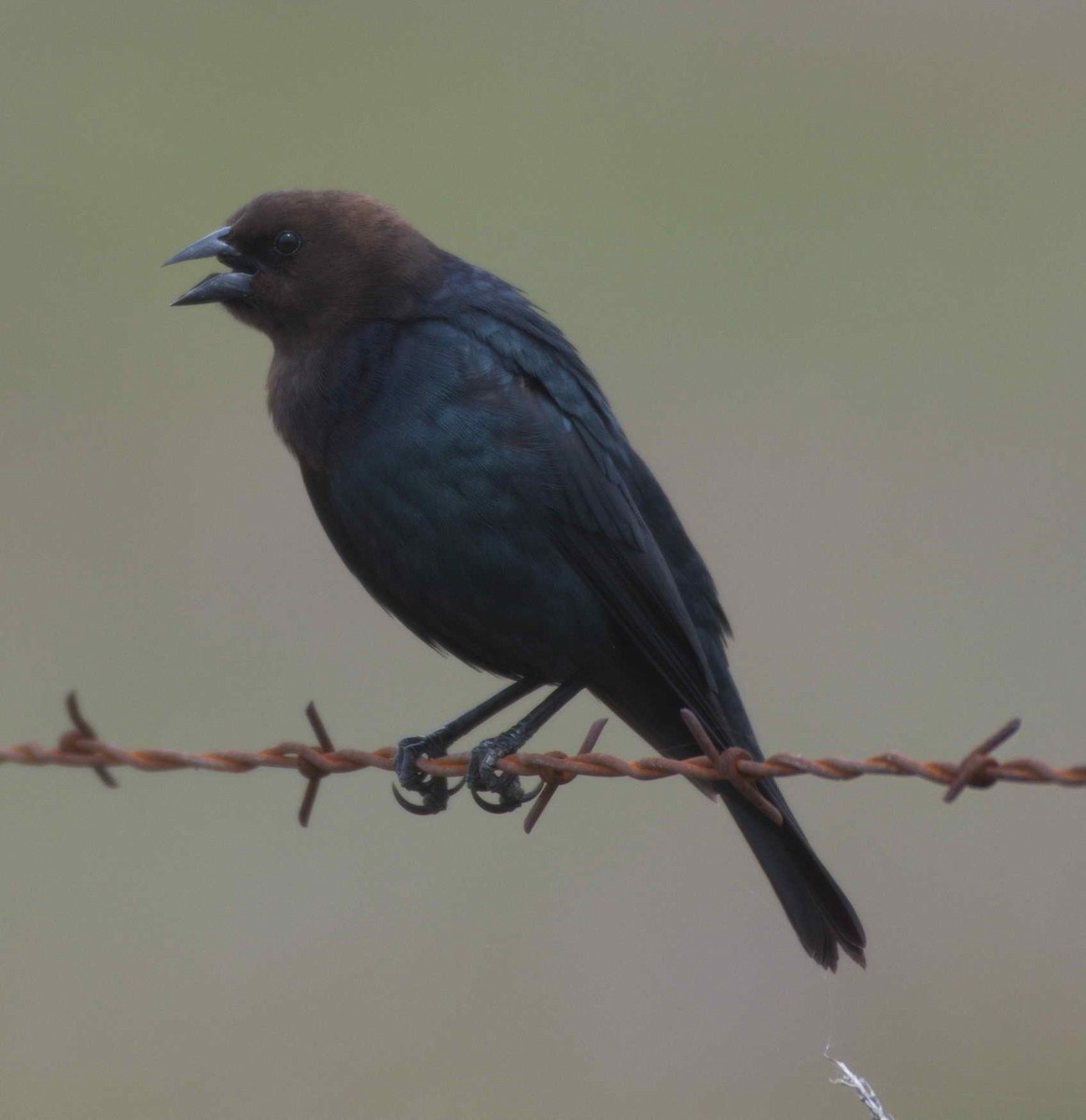 Brown-headed Cowbird - ML219653471