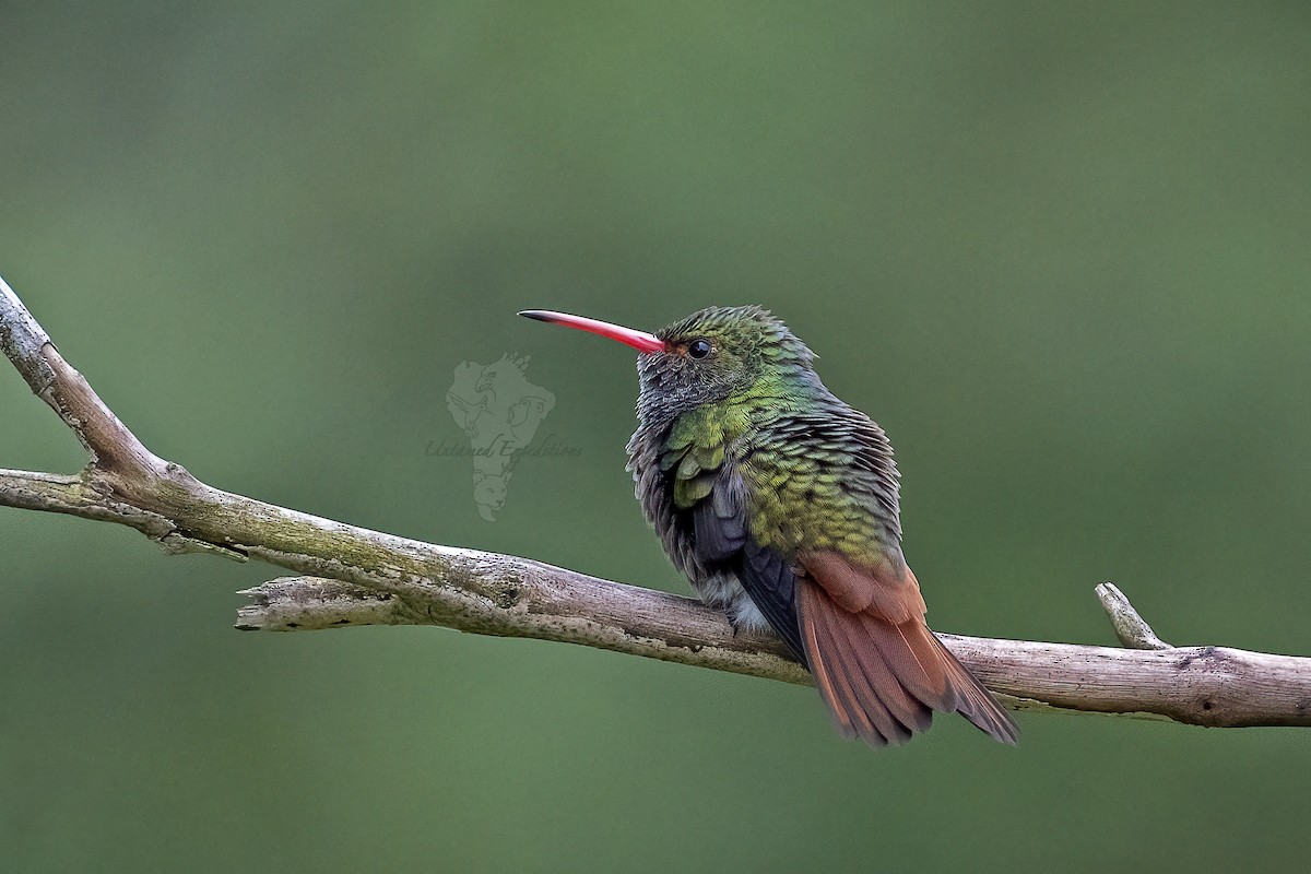 Rufous-tailed Hummingbird - Untamed Expeditions