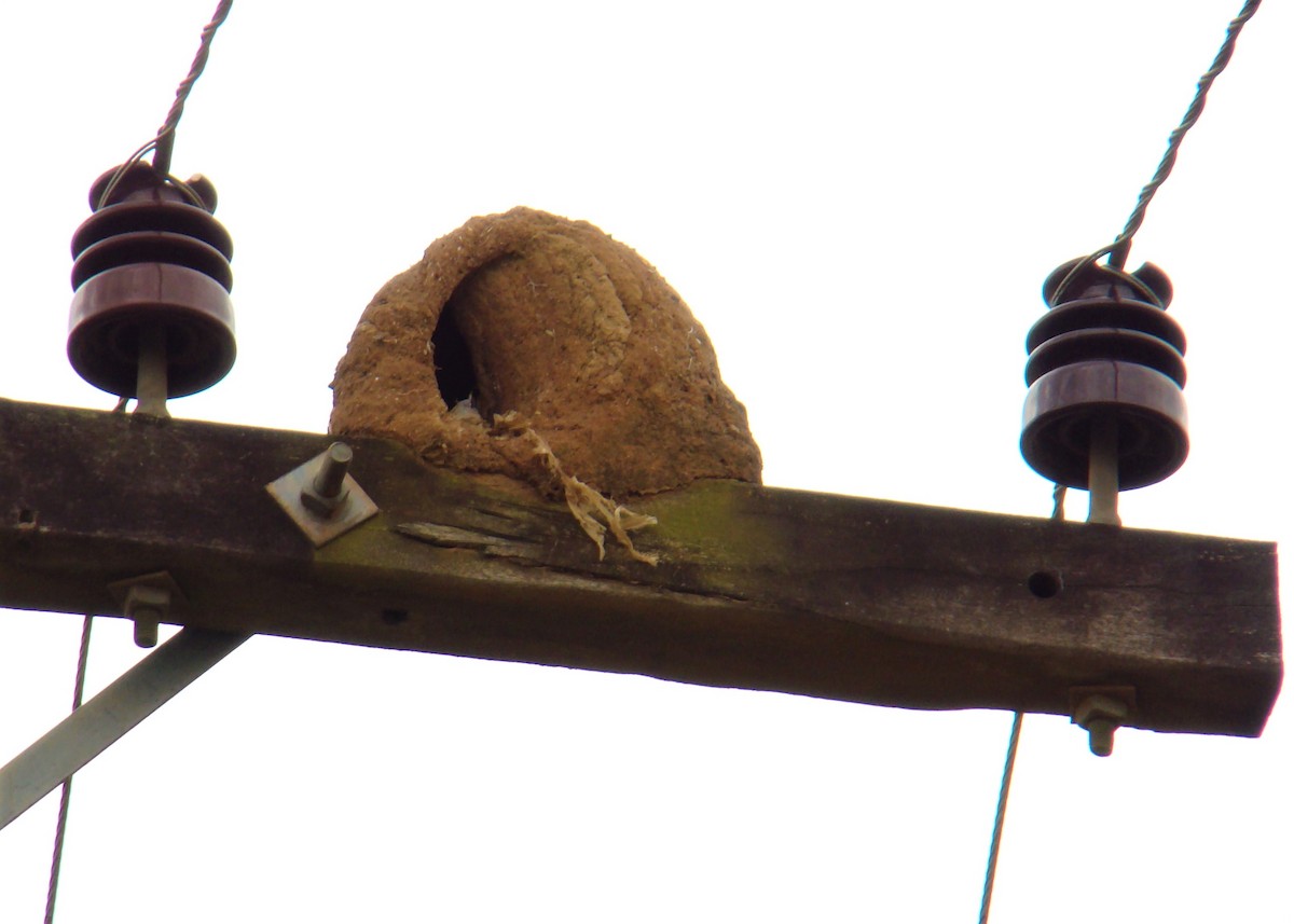 Rufous Hornero - Carlos Otávio Gussoni