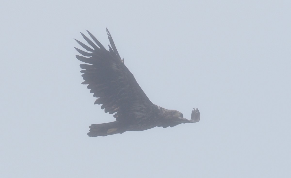 White-tailed Eagle - Stephan Lorenz