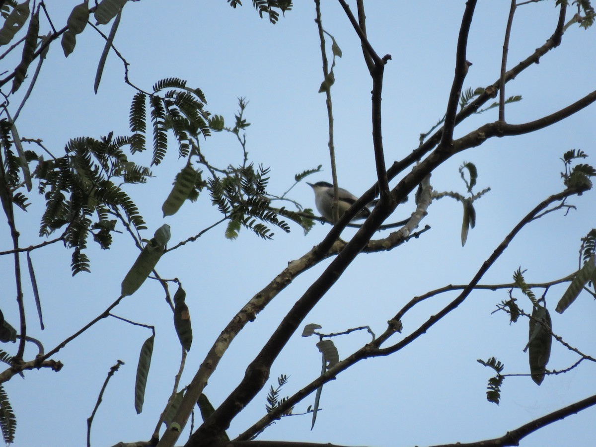Amazonasmückenfänger (parvirostris) - ML219655951