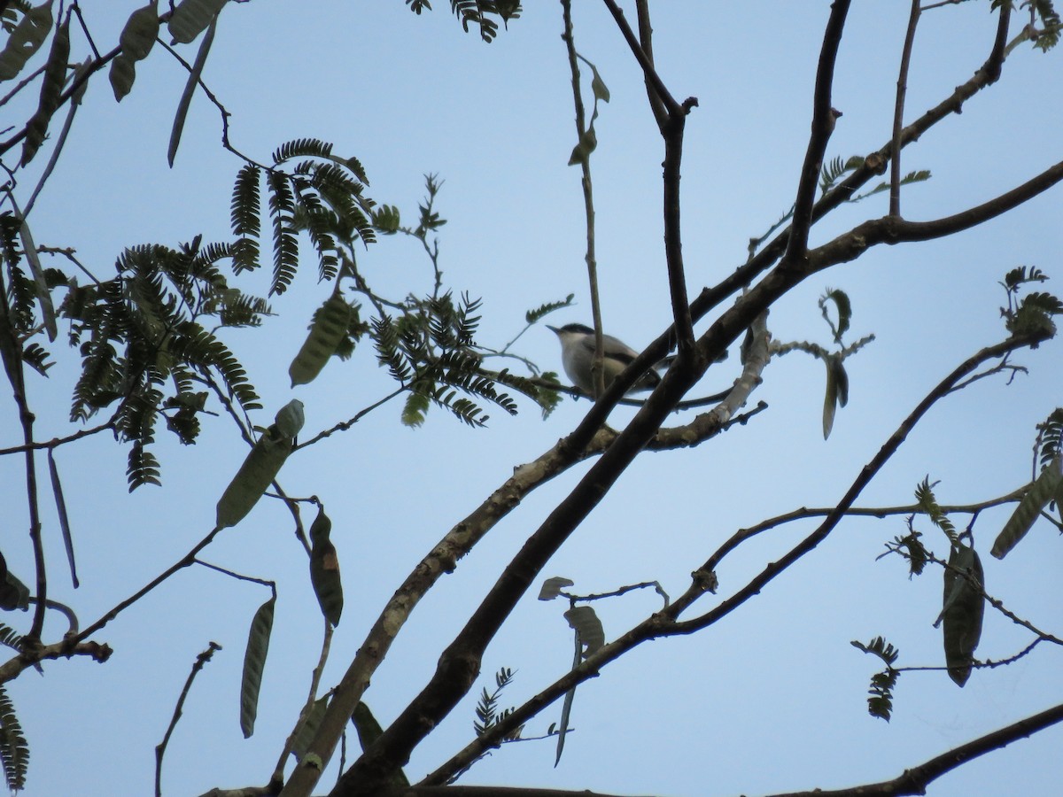 Tropical Gnatcatcher (parvirostris) - ML219655951