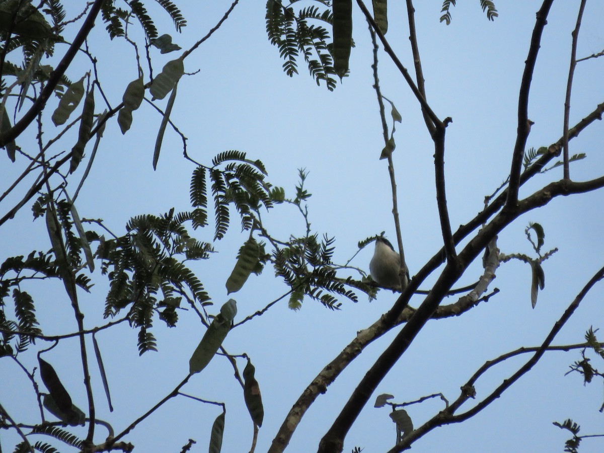 Tropical Gnatcatcher (parvirostris) - Fernando Angulo - CORBIDI