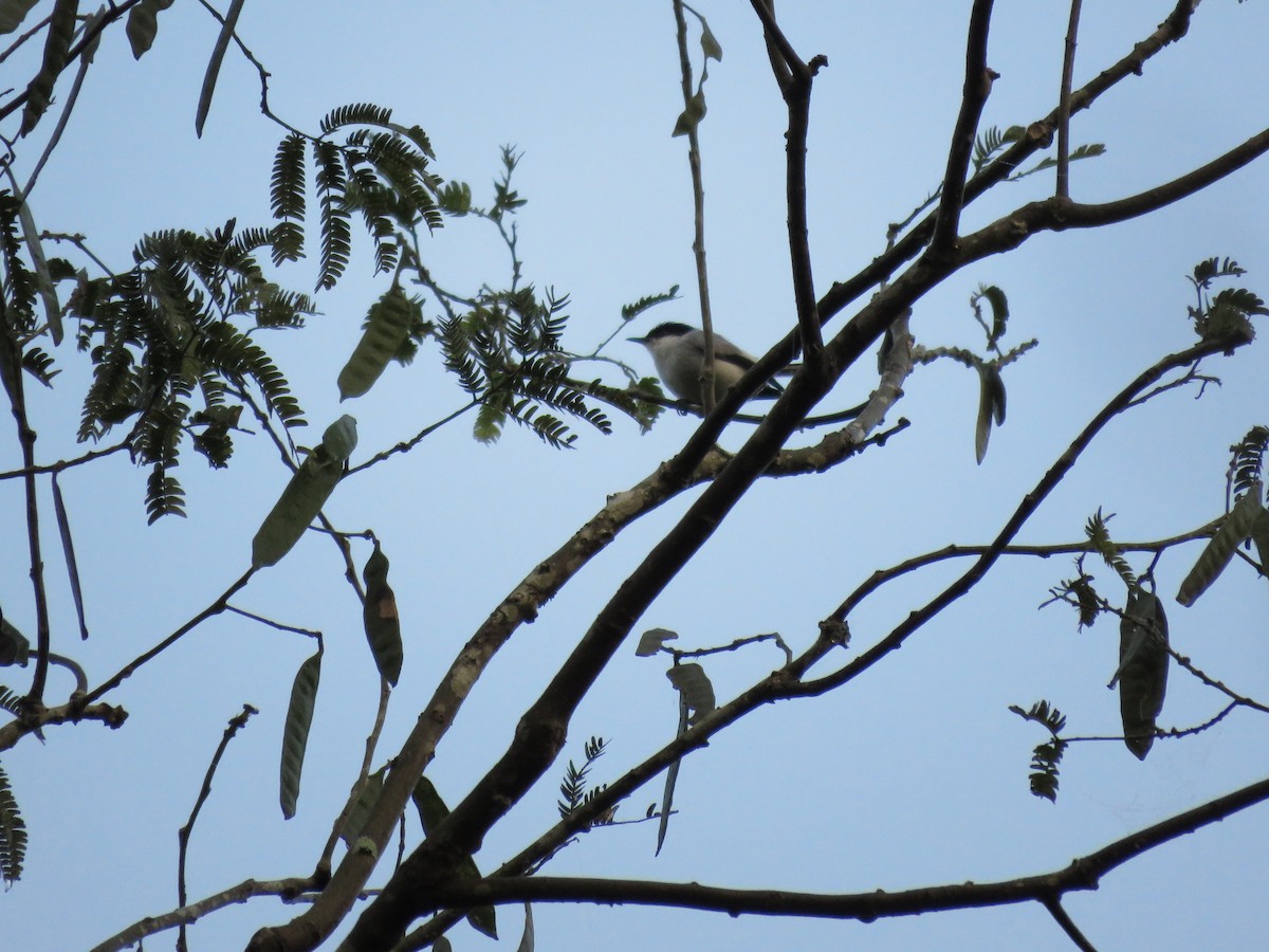 Tropical Gnatcatcher (parvirostris) - ML219656141