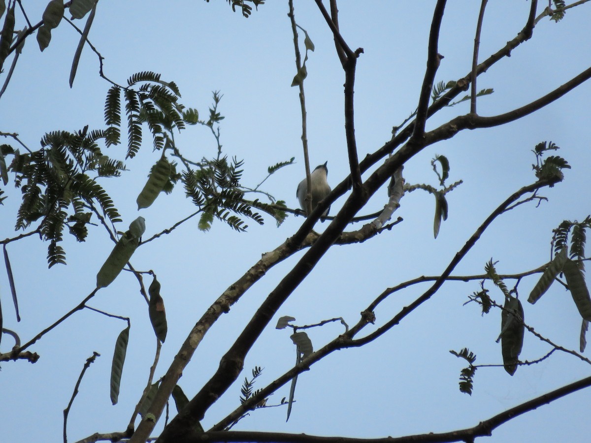 Perlita Tropical (parvirostris) - ML219656151