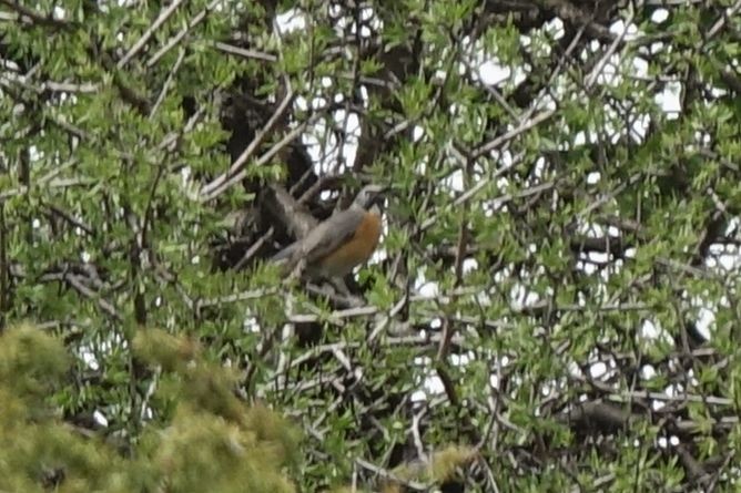 White-throated Robin - ML219656781