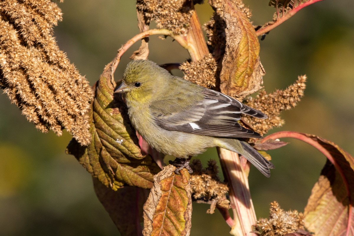 Lesser Goldfinch - ML219658021