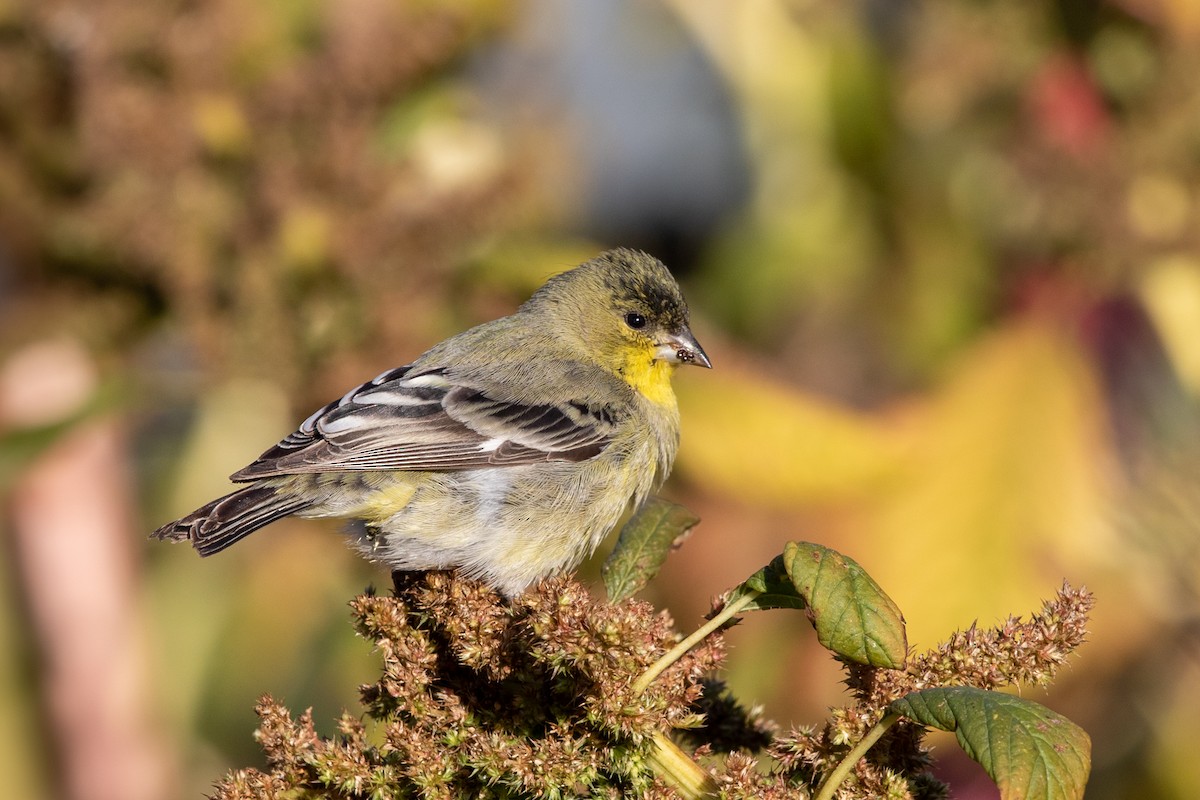 Lesser Goldfinch - ML219658041