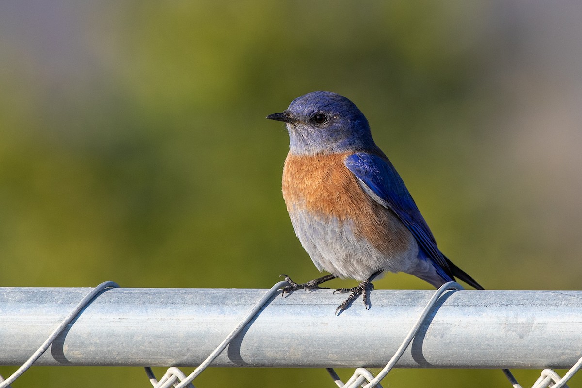 Western Bluebird - ML219658061