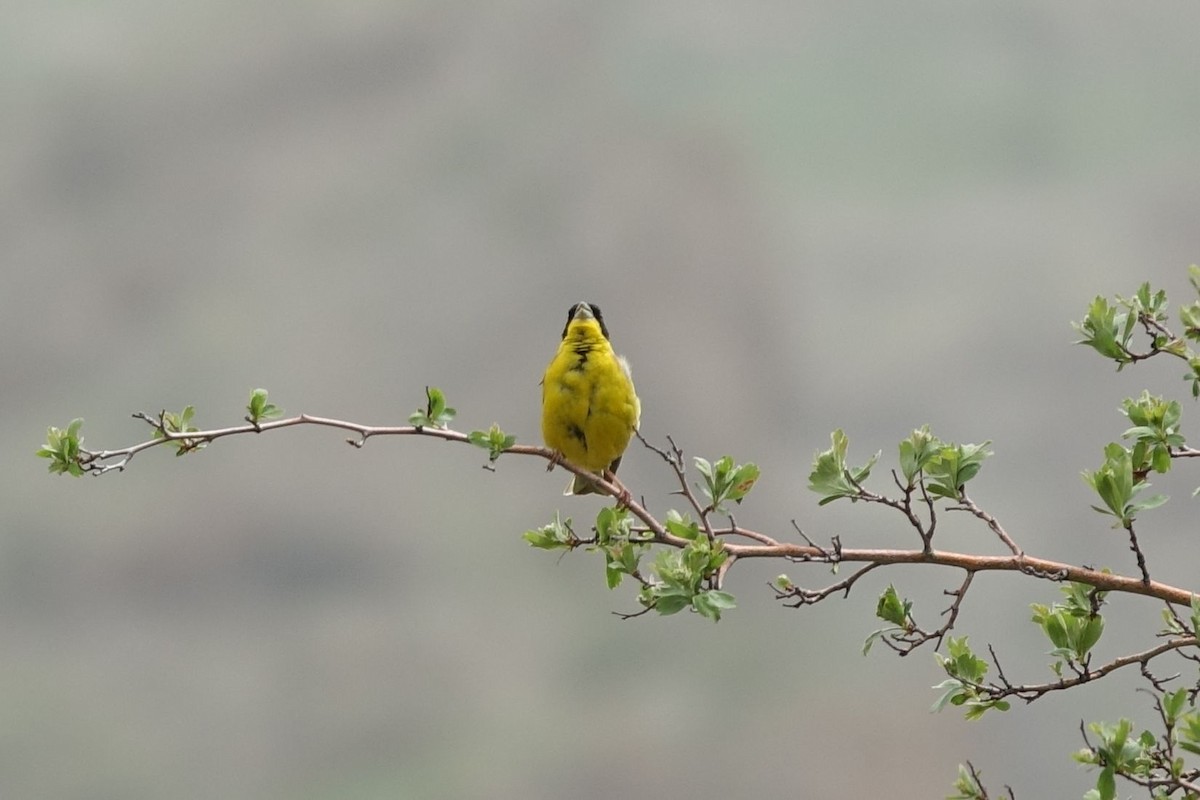 Black-headed Bunting - ML219658241