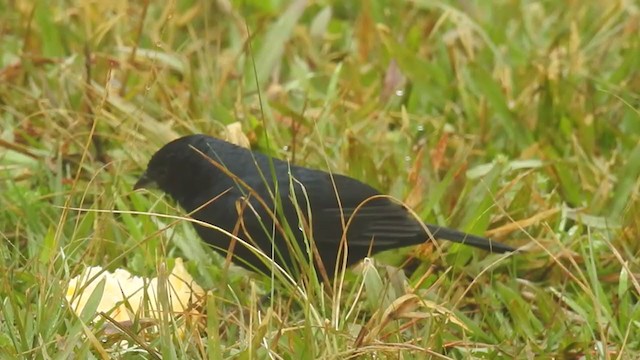 Ruby-crowned Tanager - ML219659861