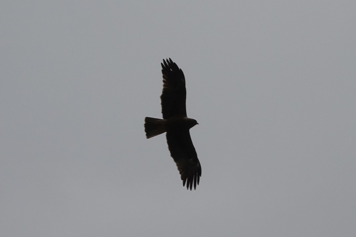 Booted Eagle - ML219659971