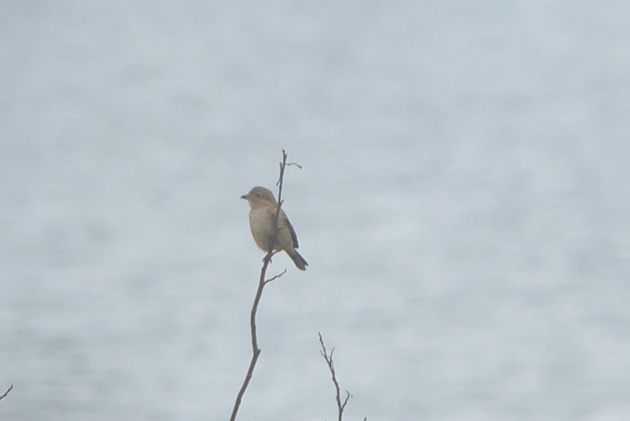 Northern Shrike - ML21966111